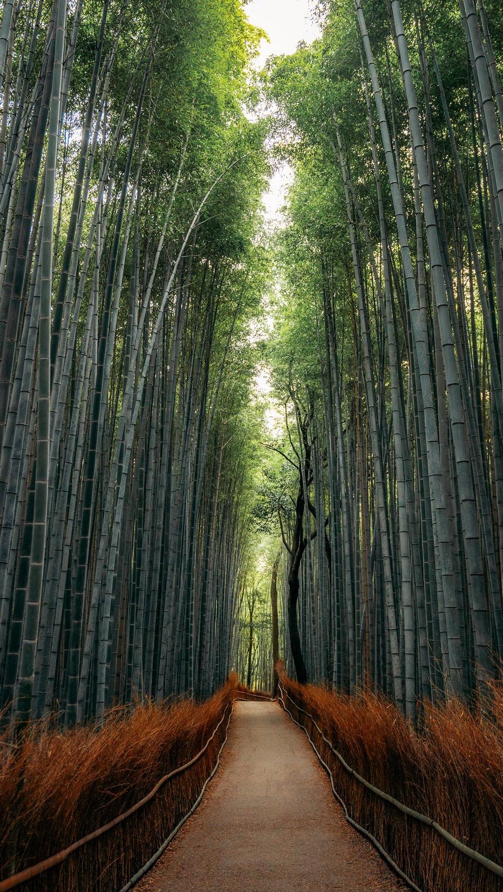 Forêt de bambou